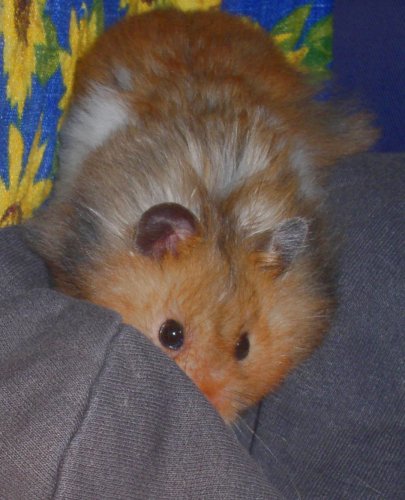 Fluffy the hamster